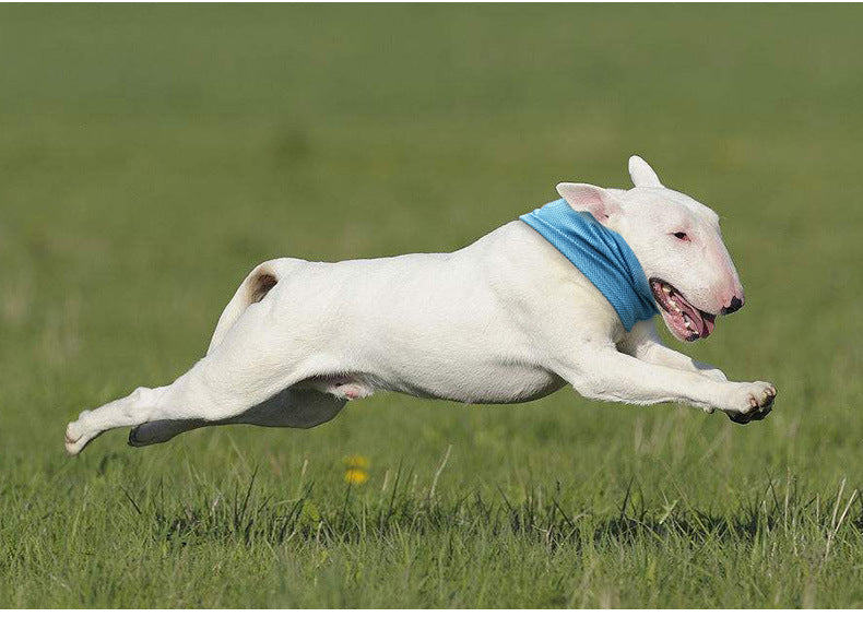 Lightweight summer dog collar for cooling and heat protection