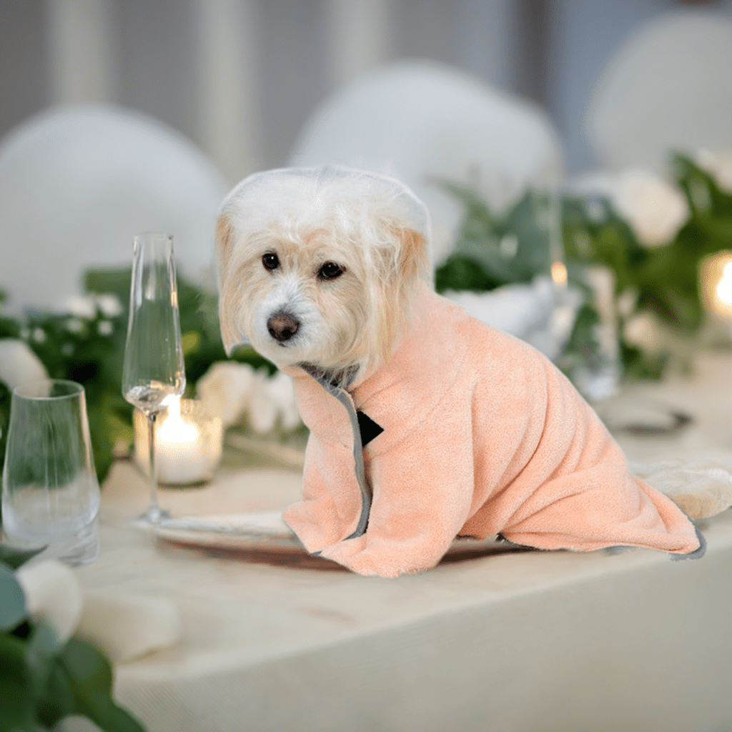 Adorable dog wearing a comfortable pet bath towel sitting at a decorated table