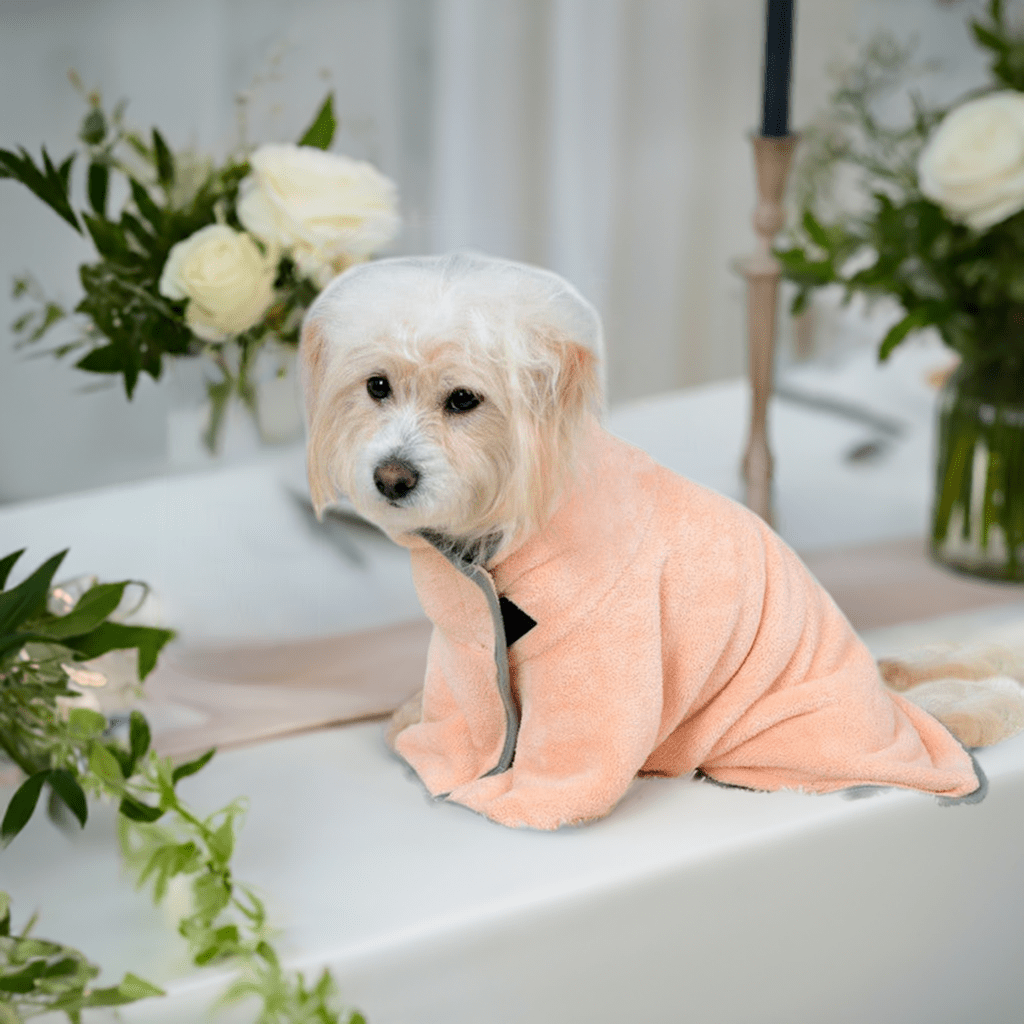 Cozy pink comfortable pet bath towel draped on small dog sitting on a table with flowers