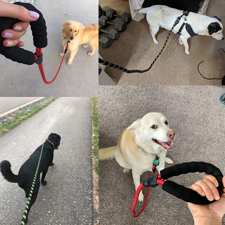 Durable Petpal accessories reflective puppy leash for night walks with comfortable grip and vibrant colors