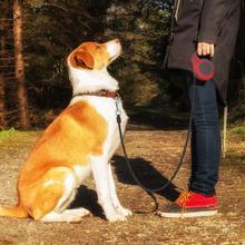 Petpal accessories telescopic dog leash with a dog sitting beside its owner on a forest path