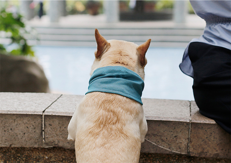 Premium pet cooling accessory for hiking, walking, and exercise