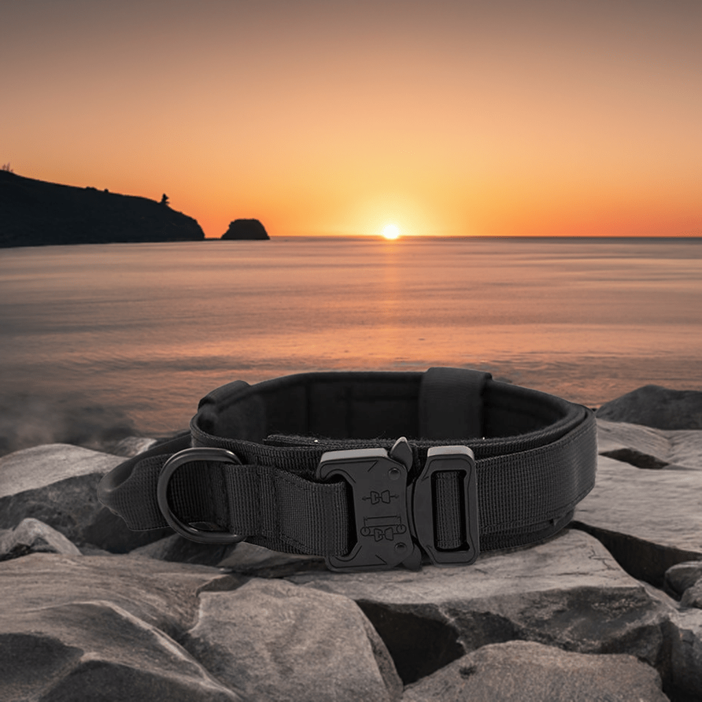 High-quality dog collar UK in black, designed for comfort and durability during outdoor adventures