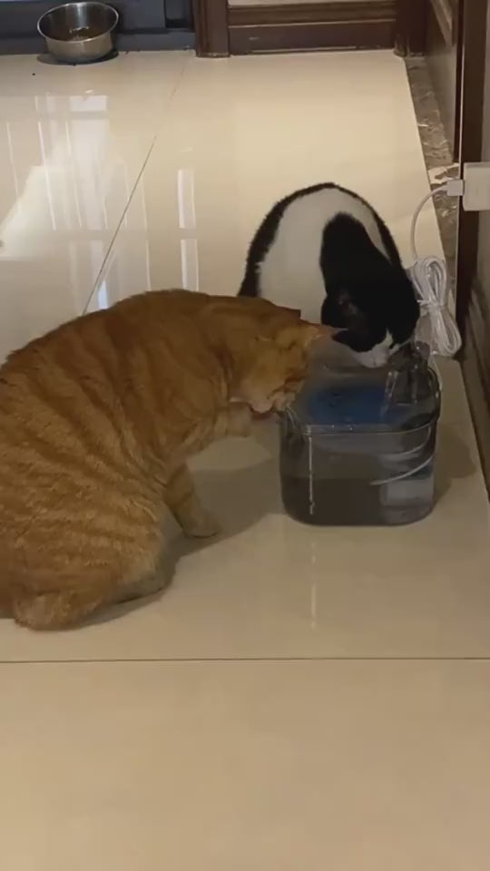 Cat drinking from stainless steel pet water fountain – PetPal Accessories