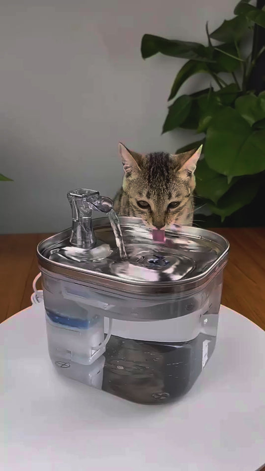 Cat drinking from stainless steel pet water fountain – PetPal Accessories