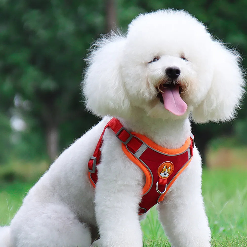 Small dog wearing breathable no-pull harness